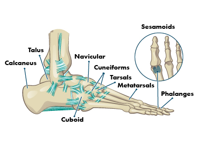 foot diagram