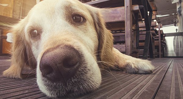 Easing Your Pet’s Arthritis