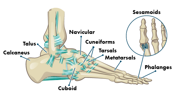 Bones and Joints That Make Up the Foot