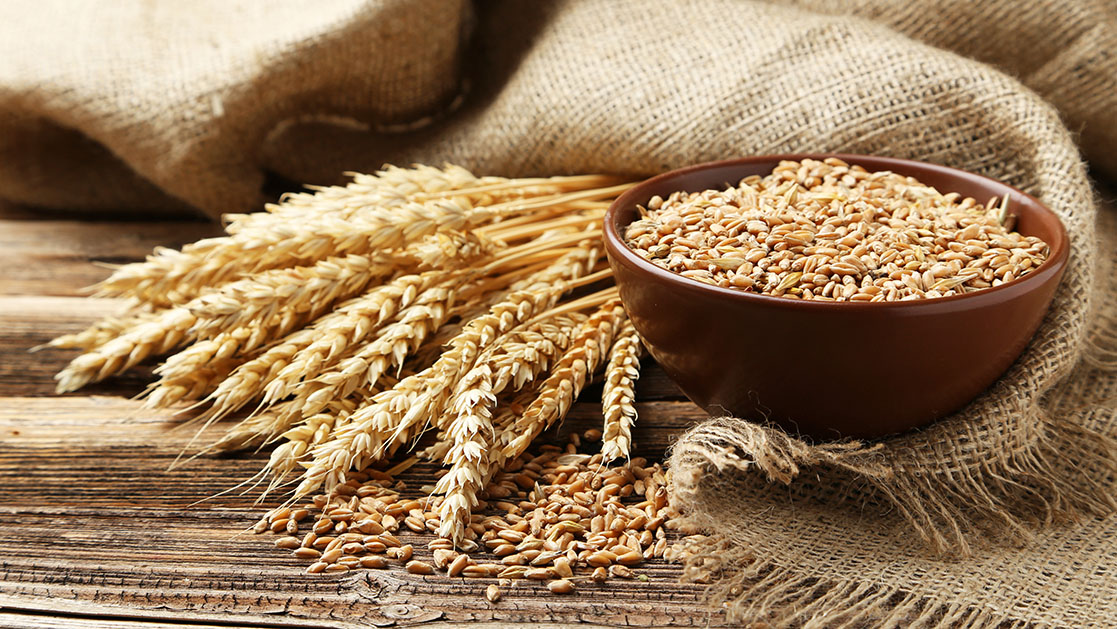 gluten de trigo